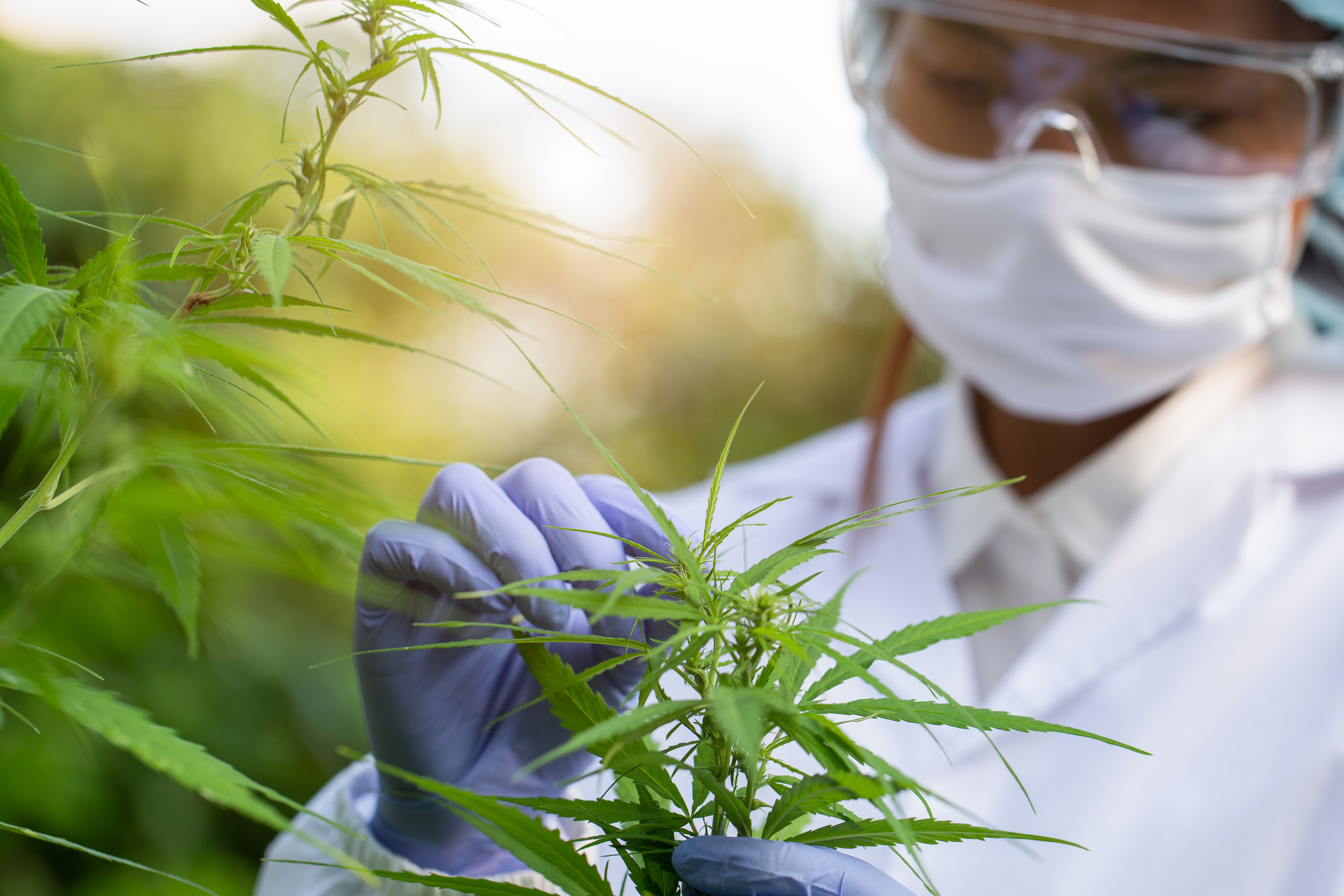 a masked person examining a cannabis plant